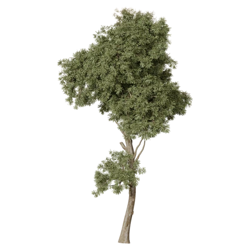 植物