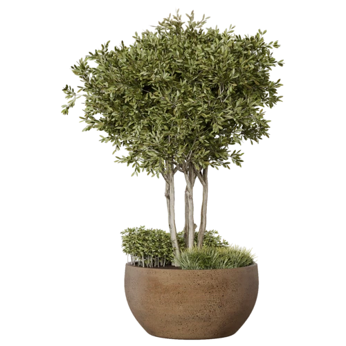 植物