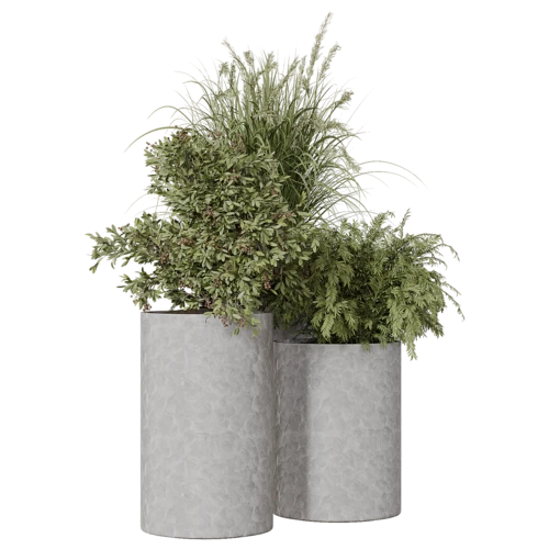 植物