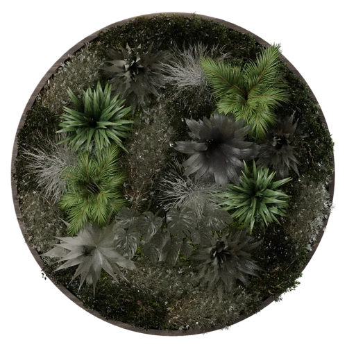 植物