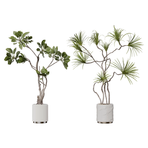 植物