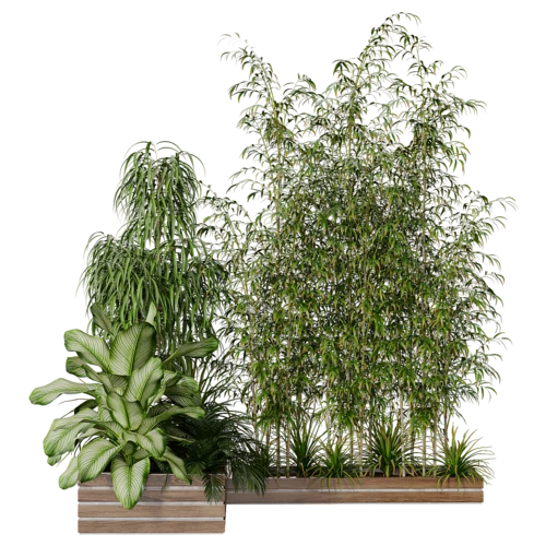 植物