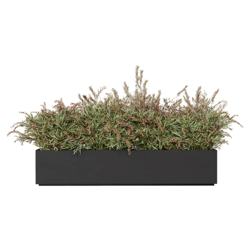 植物