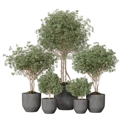 植物