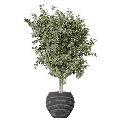 植物