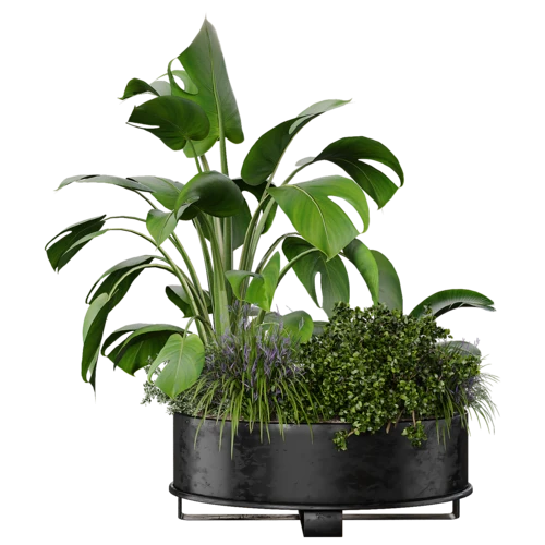 植物